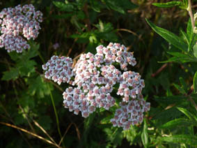 Achillea millefolium